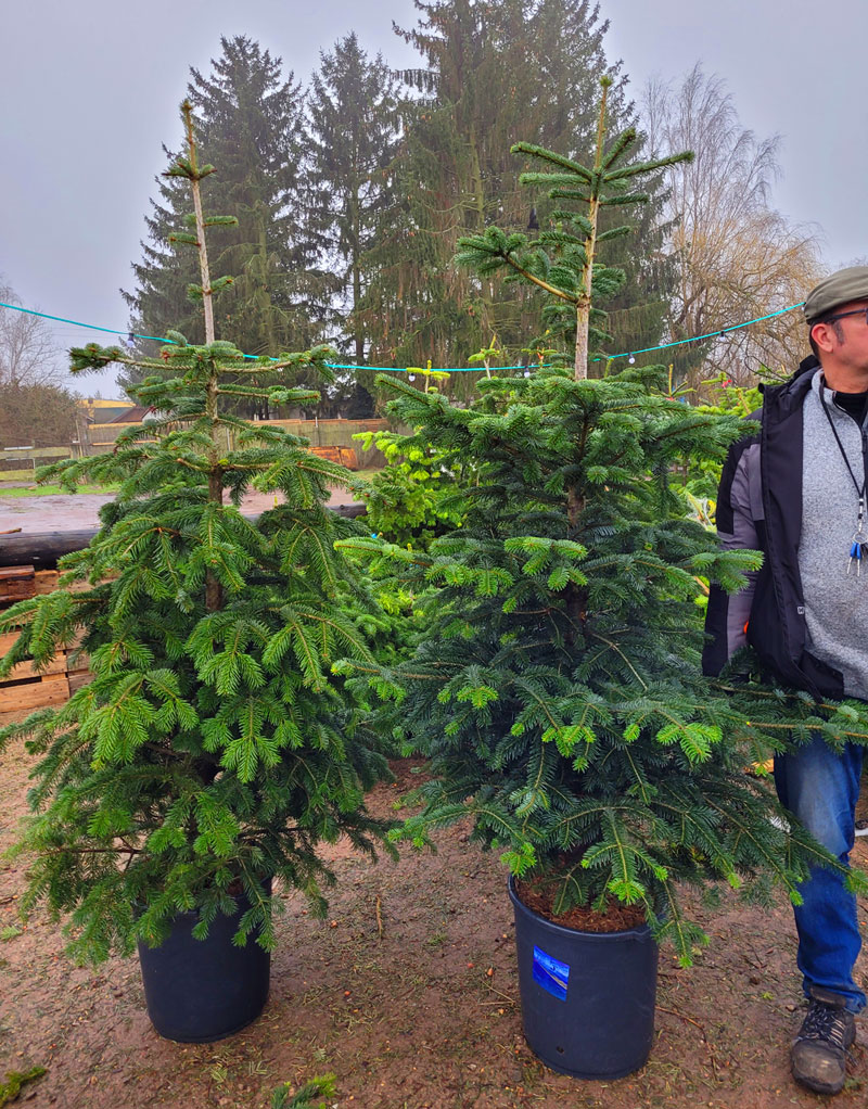 200cm Weihnachtsbaum im 35 Liter Topf - einfach gemietet für 100 Euro plus 20 Euro Pfand