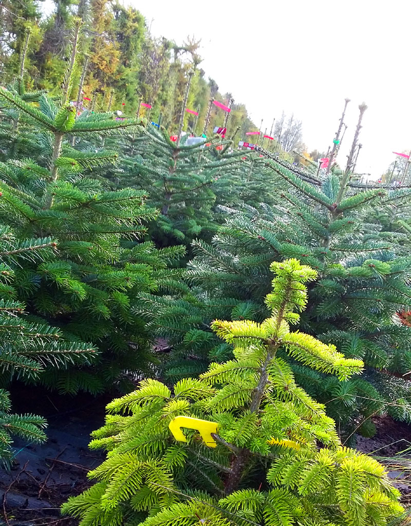 80cm Weihnachtsbaum im 10 Liter Topf - einfach gemietet für 20 Euro plus 10 Euro Pfand